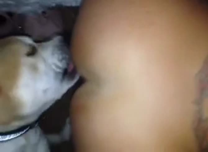 Video :Animal porno of dog licking a woman's butthole